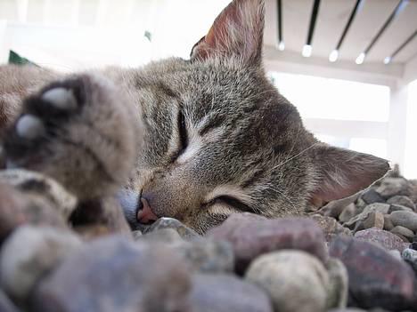 Huskat Ron  - Her er min Ron igen.. billede 3