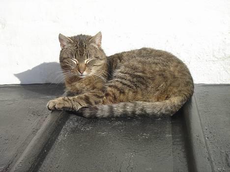 Huskat Ron  billede 4