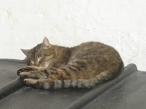 Huskat Ron  - Sov sødt lille Ron... billede 5