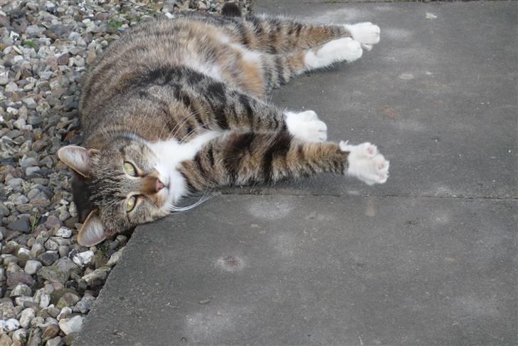 Huskat Laban  - Velkommen til Labans profil. :) Læg en kommenter og bedømmelse. :D billede 1