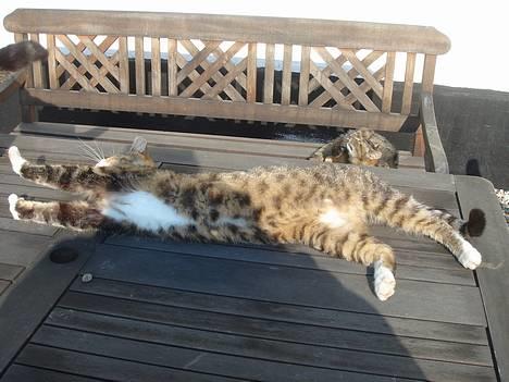 Huskat Laban  - Laban ligger og strækker sig!!! billede 2