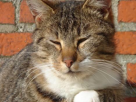 Huskat Laban  billede 3