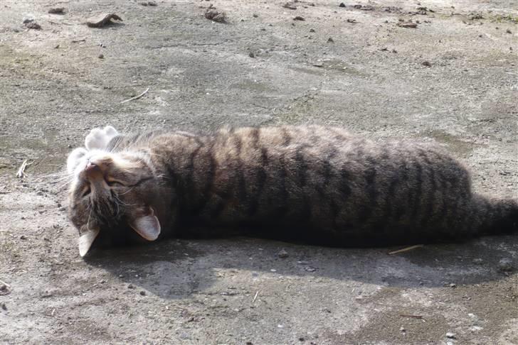 Huskat Laban  billede 4