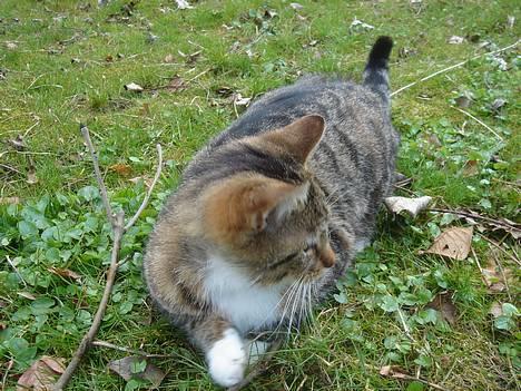 Huskat Laban  - Nutsi Laban.. <3 billede 5