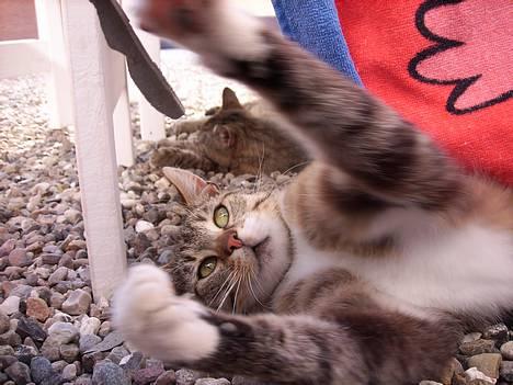 Huskat Laban  billede 6