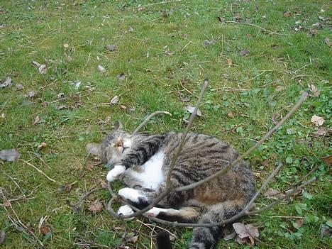 Huskat Laban  billede 7