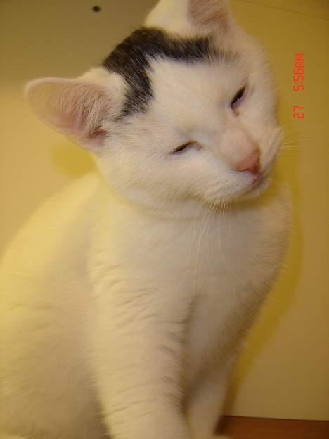 Blanding af racer Pjevs billede 1