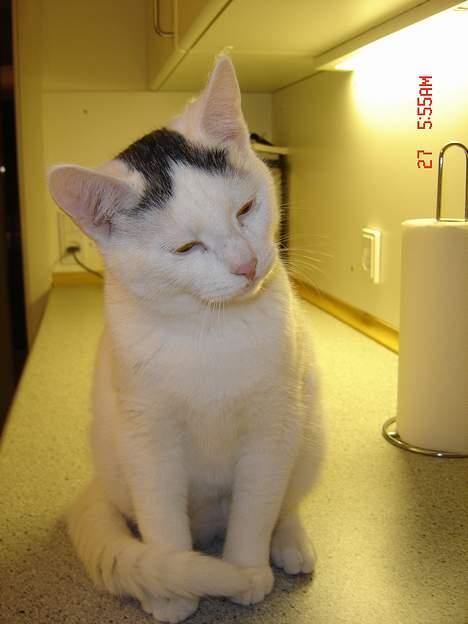 Blanding af racer Pjevs billede 2