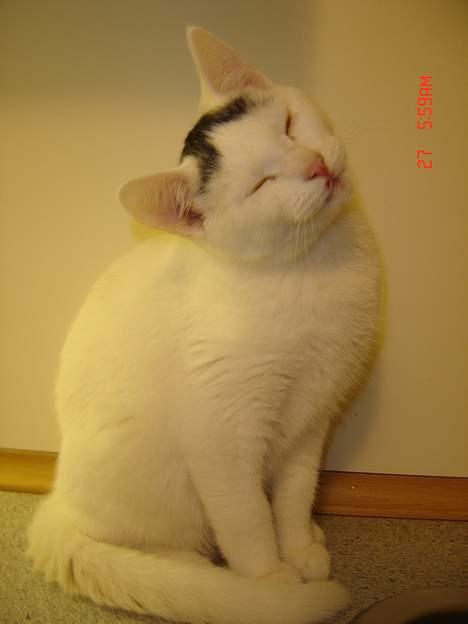 Blanding af racer Pjevs billede 3