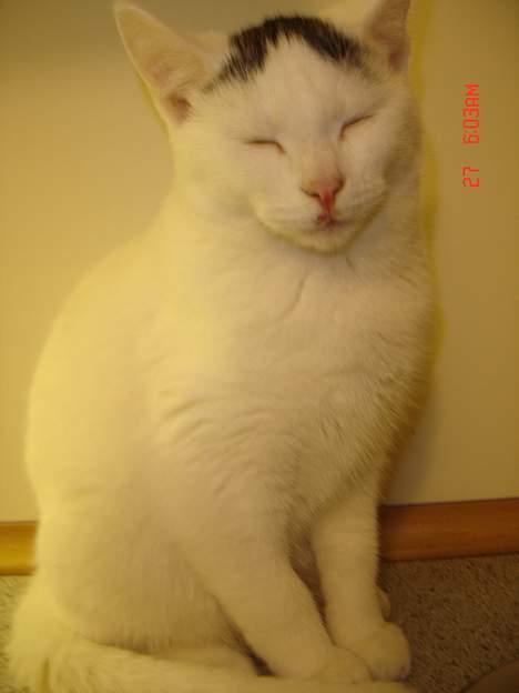 Blanding af racer Pjevs billede 4