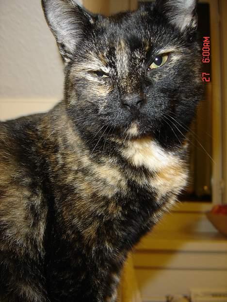 Blanding af racer Pjuske billede 1