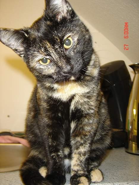 Blanding af racer Pjuske billede 2