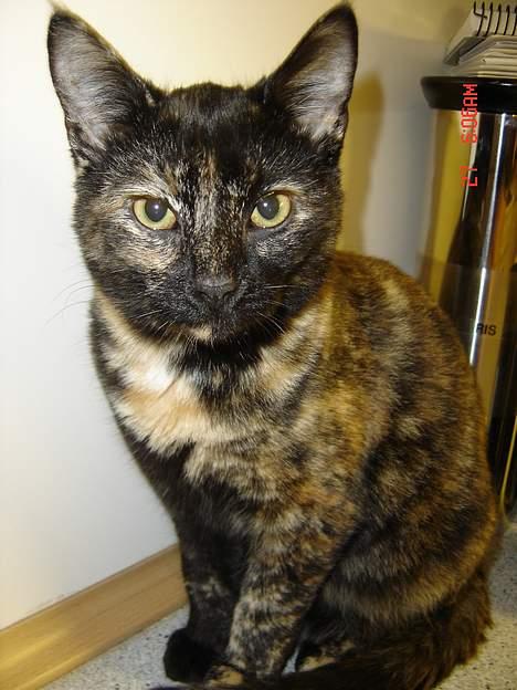 Blanding af racer Pjuske billede 3