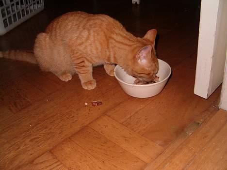 Blanding af racer Findus [Finn] billede 19