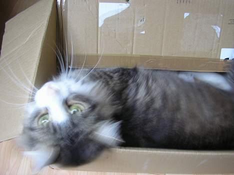 Norsk Skovkat Team Andersen's Daisy billede 8