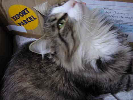 Norsk Skovkat Team Andersen's Daisy billede 9