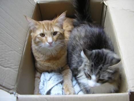 Norsk Skovkat Team Andersen's Daisy billede 10