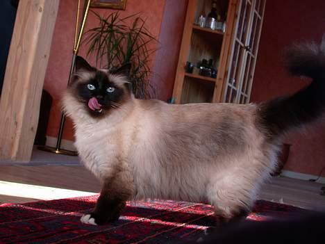 Hellig Birma Basse . - Har du mad ? Mums ! billede 14