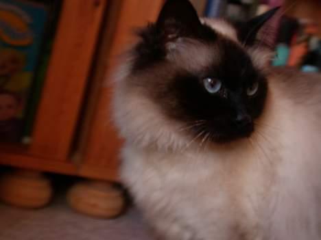 Hellig Birma Basse . - Elsker det billede. billede 15