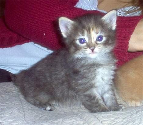 Norsk Skovkat Gia Maria - Hun er bare ikke til at stå for :) billede 1