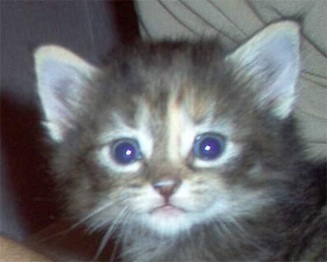 Norsk Skovkat Gia Maria - Ligesom hendes brors billede, noget uskarpt, men det bedste "headshot" af hende. billede 2