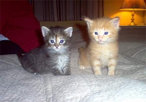 Norsk Skovkat Gia Maria - BaggrundsbilledET so far :) billede 4