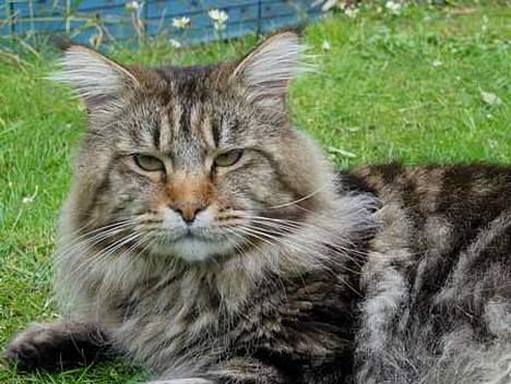 Maine Coon løvehulens mr copy  - mr copy juni 2004 billede 1