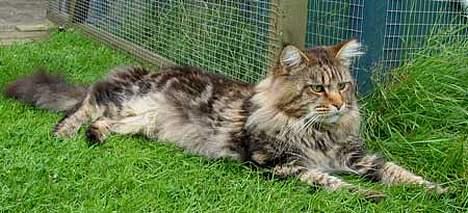 Maine Coon løvehulens mr copy  billede 2