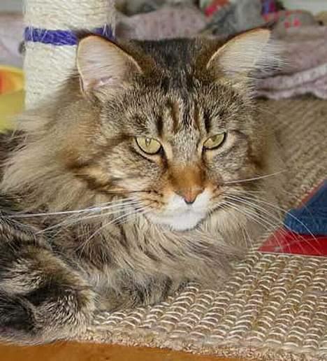 Maine Coon løvehulens mr copy  billede 3