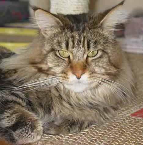 Maine Coon løvehulens mr copy  billede 4