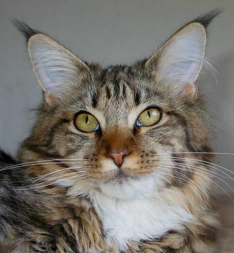 Maine Coon aviajas billie jean billede 1