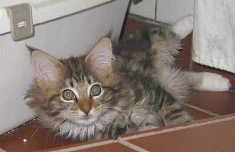Maine Coon aviajas billie jean billede 2