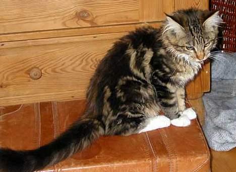 Maine Coon aviajas billie jean billede 3