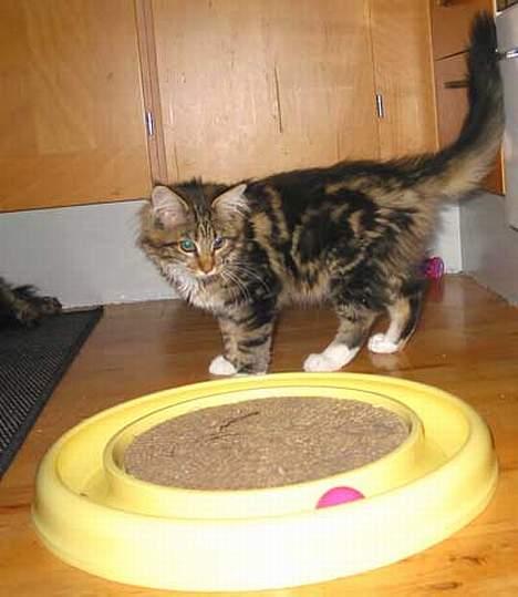 Maine Coon aviajas billie jean billede 4