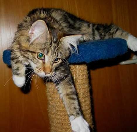 Maine Coon aviajas billie jean billede 5