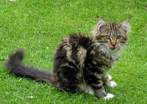 Maine Coon aviajas billie jean billede 6