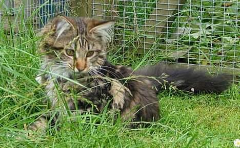 Maine Coon aviajas billie jean billede 7