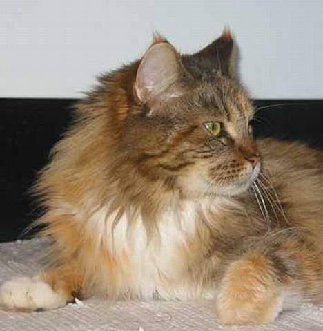 Maine Coon aviajas billie jean - freya billie jeans mor  billede 8