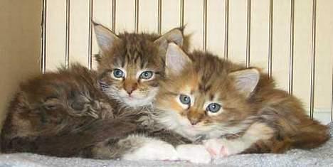 Maine Coon aviajas billie jean billede 9