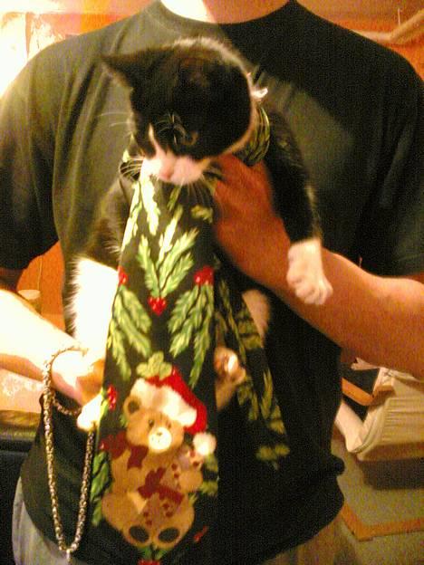 Blanding af racer Mille - ja nogle er tidlig i jule humør og har derfor taget mit jule slips på.. Er jeg ikke fin ? billede 18