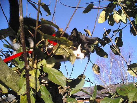 Blanding af racer Mille - Haha her kan du bare ikke når mig.. billede 19