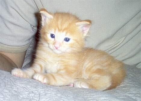 Norsk Skovkat Gerard Butler - Øver sig i at posere i en tidlig alder? :) billede 1