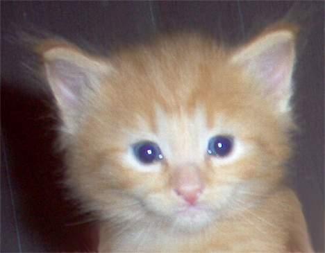 Norsk Skovkat Gerard Butler - Uskarpt ja :(, men det bedste "headshot" vi har af ham so far. billede 2