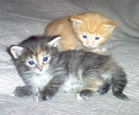 Norsk Skovkat Gerard Butler - Utroligt at det her billede kunne tages, sådan som de farer rundt og udforsker i den alder :) billede 3