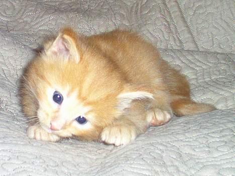 Norsk Skovkat Gerard Butler - "Huh?" billede 5