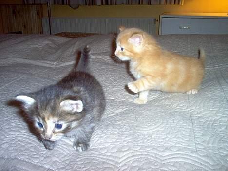 Norsk Skovkat Gerard Butler - Ikke nemt at have styr på alle poter på én gang. billede 7