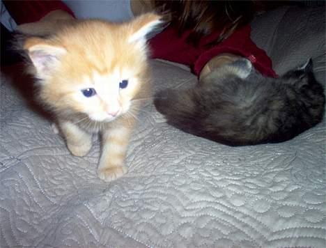 Norsk Skovkat Gerard Butler - Nysgerrighed er en skøn ting. billede 8