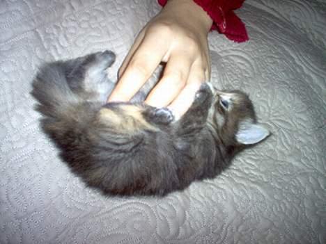 Norsk Skovkat Gia Maria - En rigtig kælekat der krøller sammen - samtidig med at der leges med kradsebræt (læs: fingre) billede 5