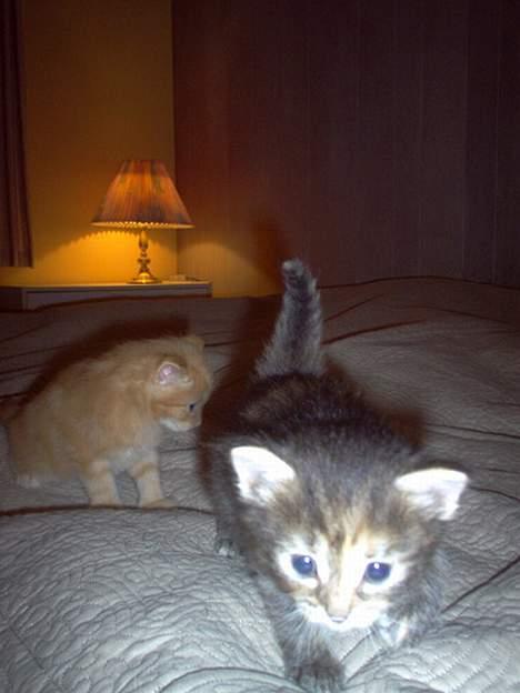 Norsk Skovkat Gia Maria - Det er svært at stå stille, når der er så meget at udforske :) Tror hun har fundet ud af hvor man kan blive kælet med. billede 6