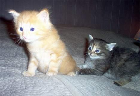 Norsk Skovkat Gia Maria - Hun bliver for sjov at se på lege :P billede 7